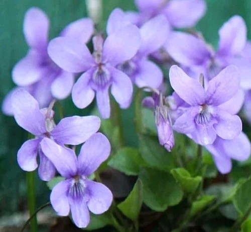 Hain veilchen viola riviniana - hain,